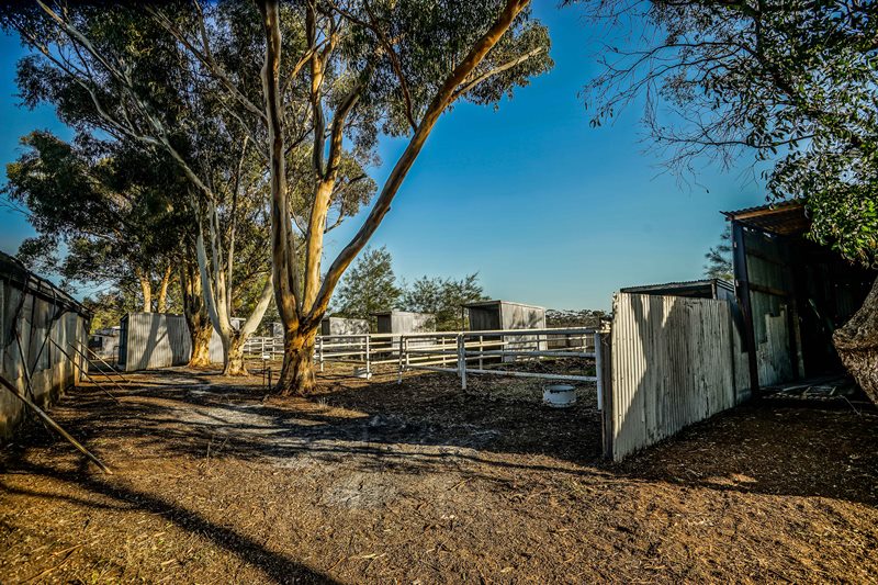 1 West Park Road BUTE SOUTH AUSTRALIA - Horse Property