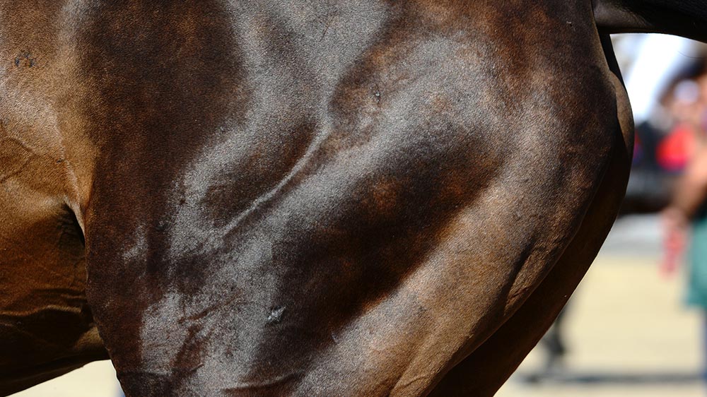 horse_muscel