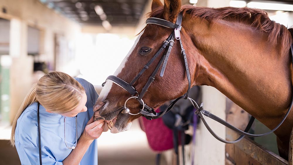 horse_teeth