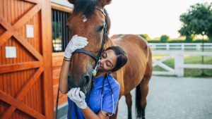 horse_vet