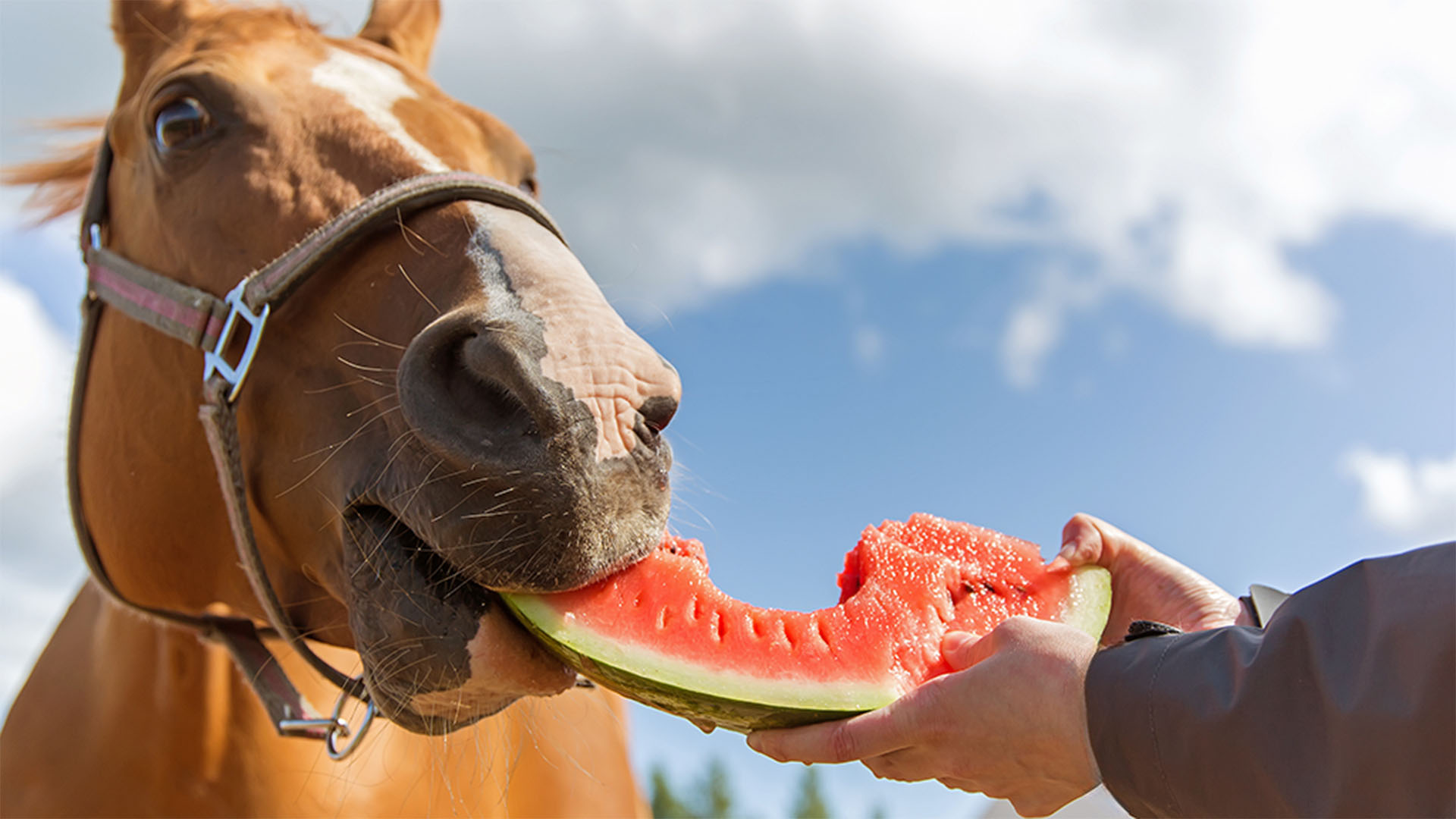 Great Summer Treats to Keep Your Horse Happy and Hydrated