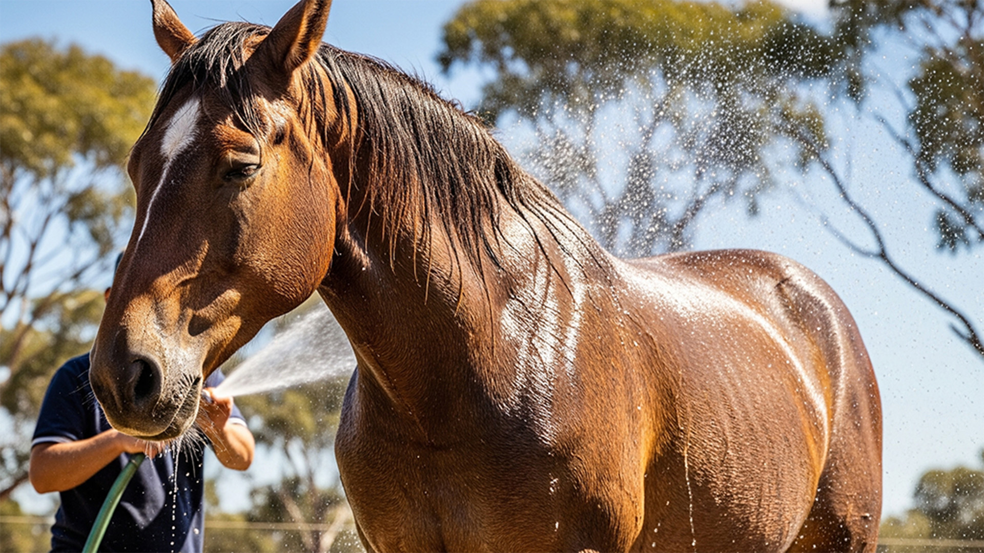 Keep Your Horse Cool This Australian Summer Essential Tips